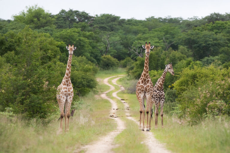 Three,Giraffe,Bulls,Standing,In,And,Next,To,A,Dirt